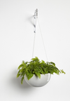 The Hanging Brussels ECO Pot